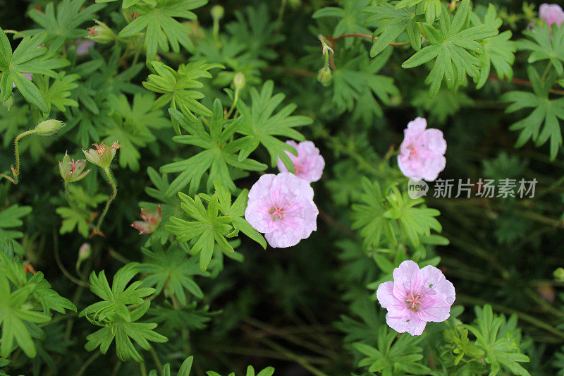 老鹳草“Wargrave pink”植株上粉红色花朵的原图